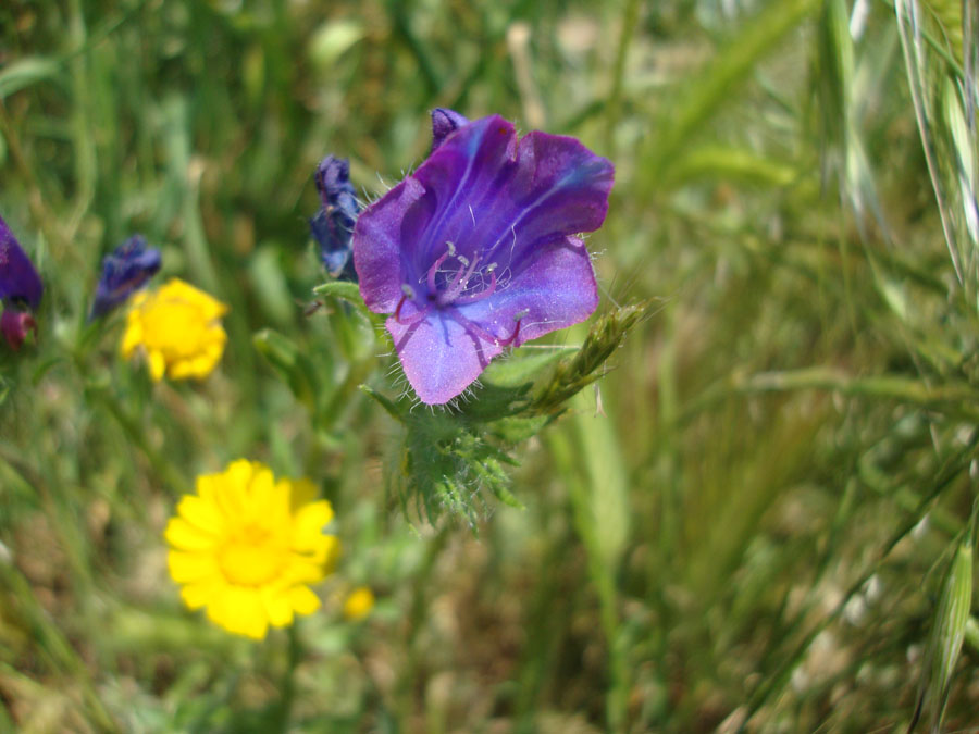 Echium plantagineum