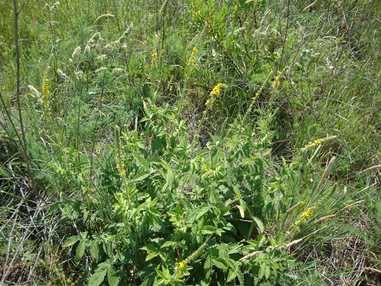 Agrimonia eupatoria