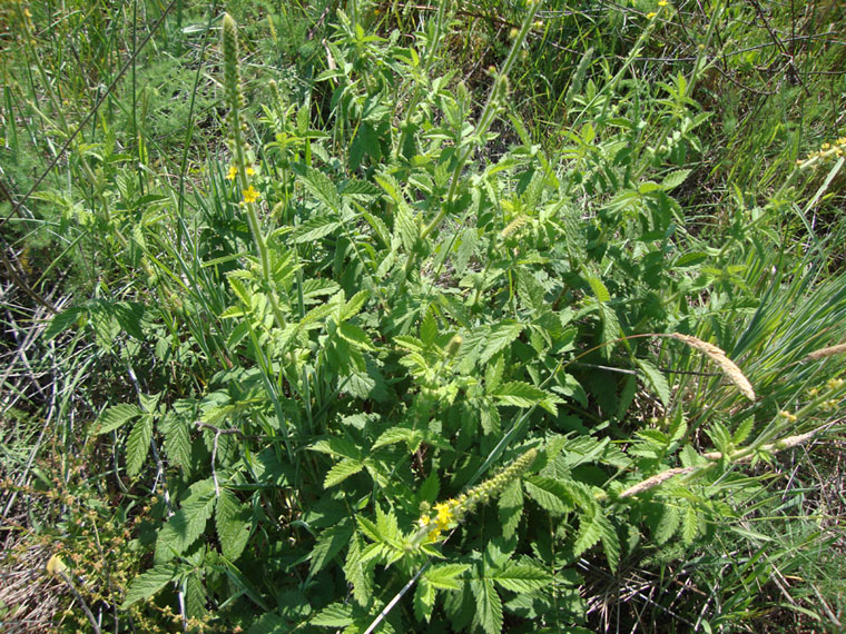 Agrimonia eupatoria