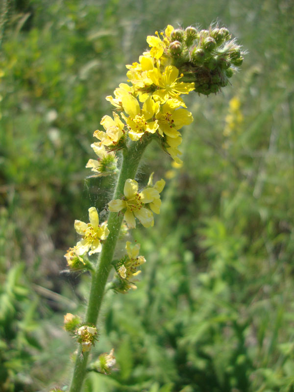 Agrimonia eupatoria