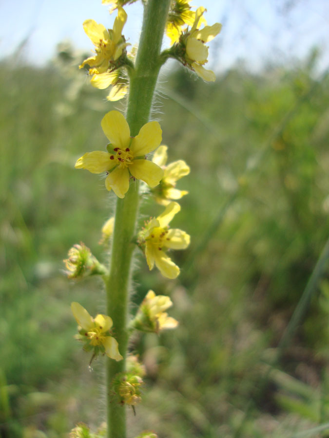 Agrimonia eupatoria