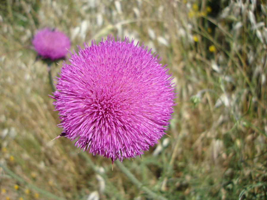 Carduus nutans L. cfr. macrolepis