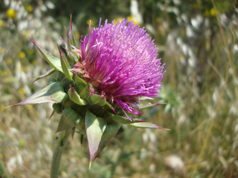 Carduus nutans L. cfr. macrolepis