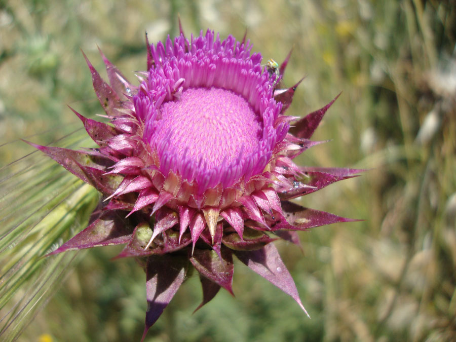 Carduus nutans L. cfr. macrolepis