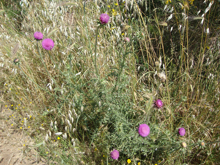 Carduus nutans L. cfr. macrolepis