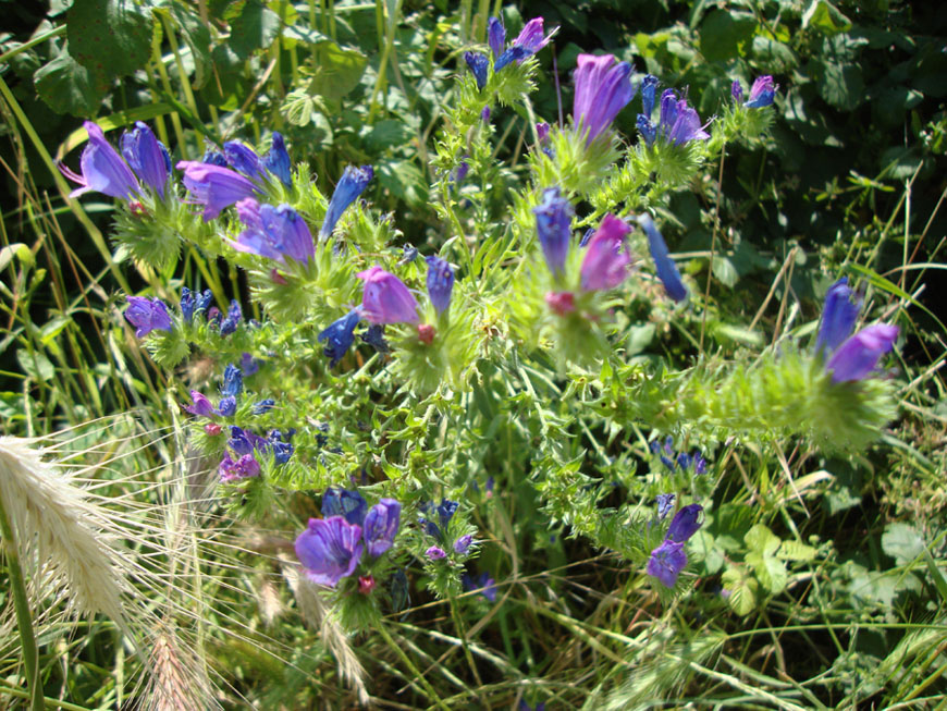 Echium plantagineum