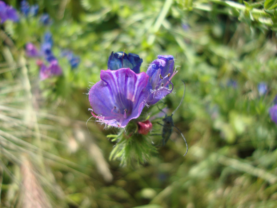 Echium plantagineum