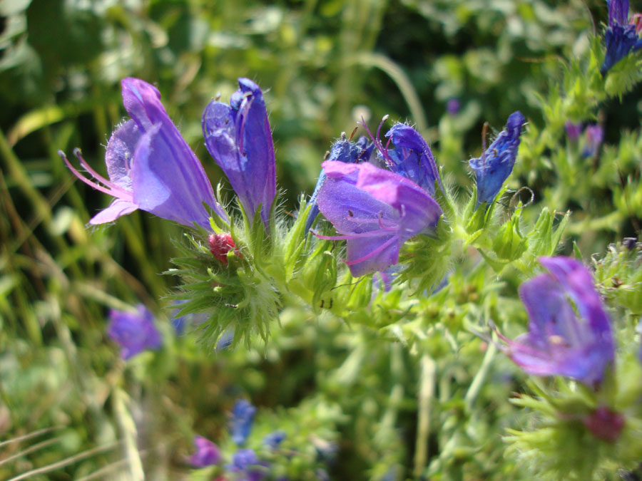 Echium plantagineum