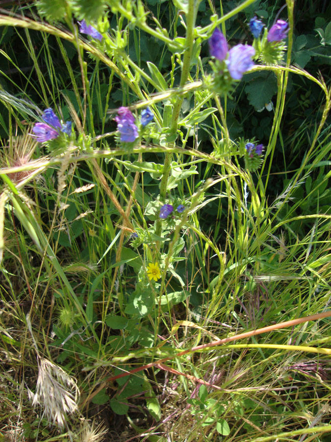 Echium plantagineum