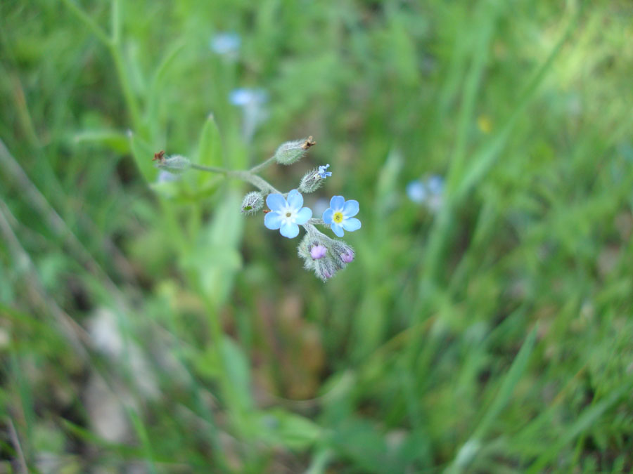 myosotis