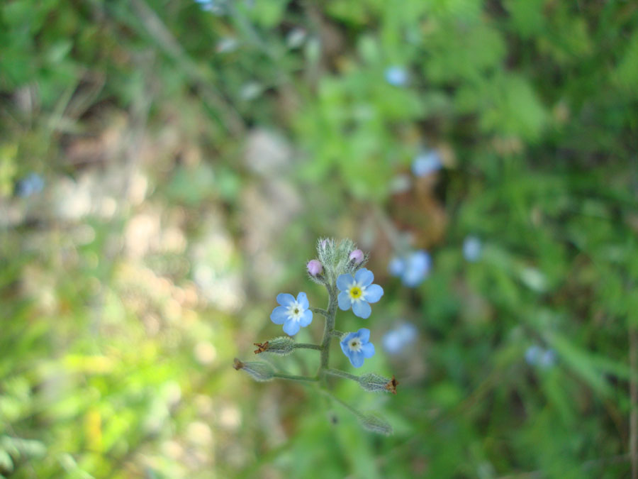 myosotis