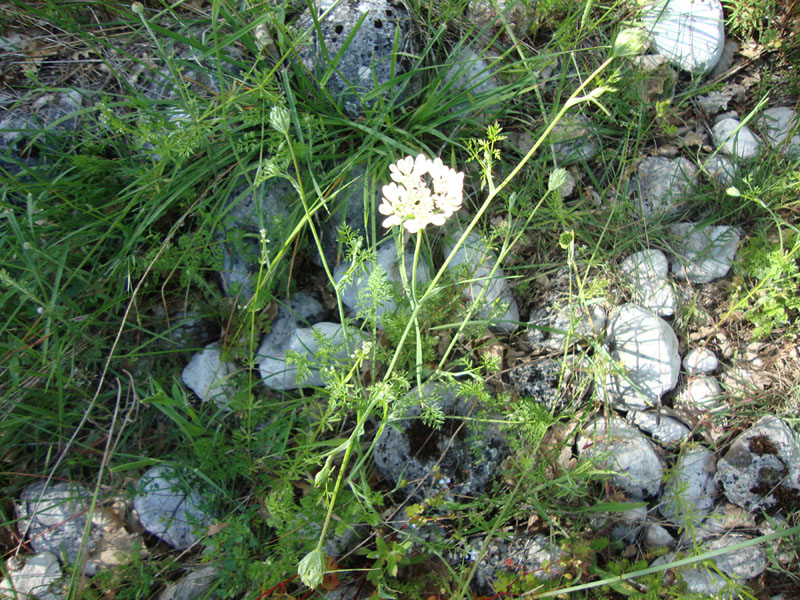 Orlaya grandiflora