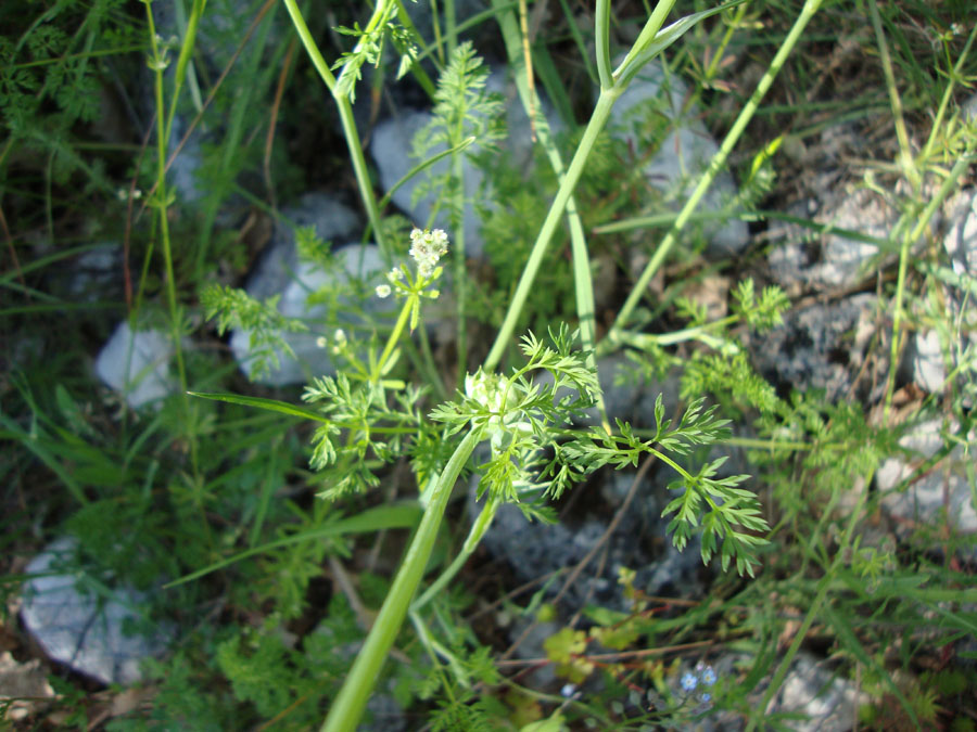 Orlaya grandiflora