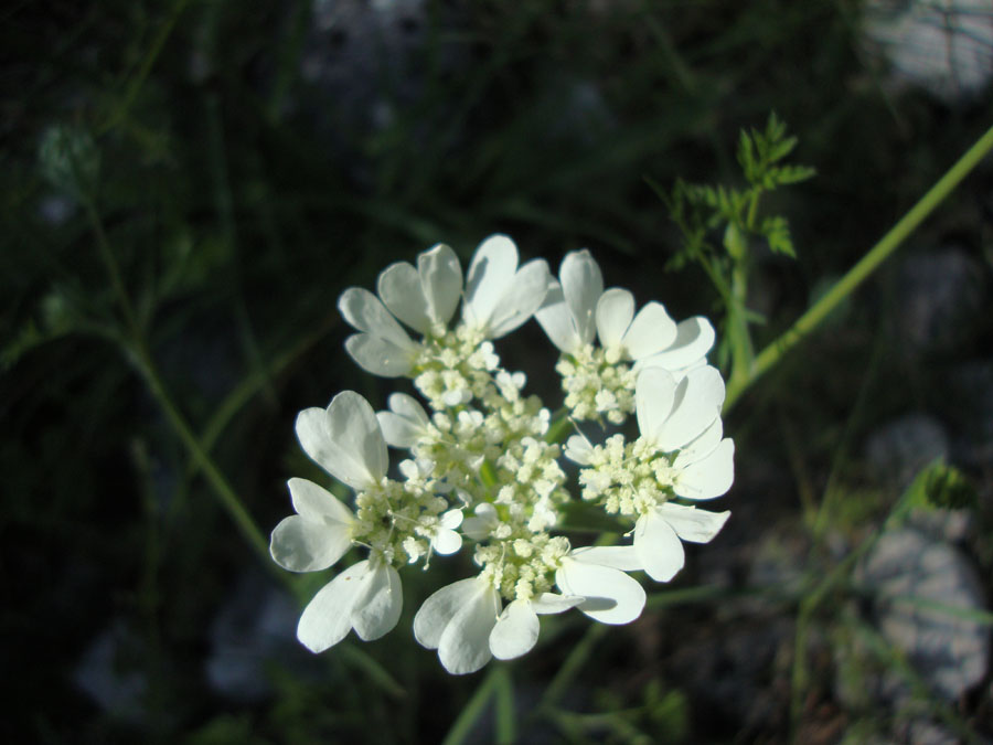 Orlaya grandiflora