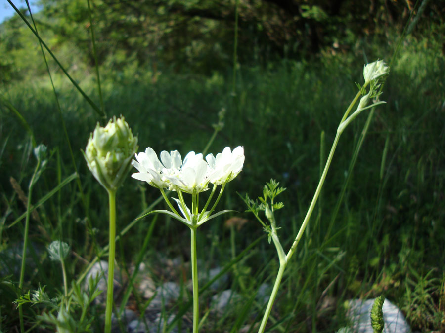 Orlaya grandiflora