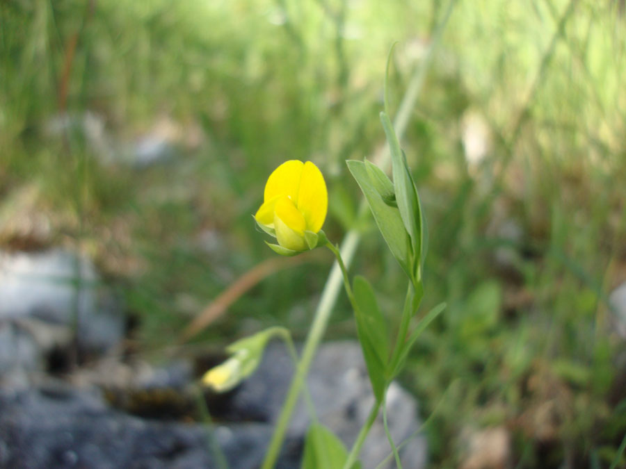 Lathyrus aphaca / Cicerchia bastarda