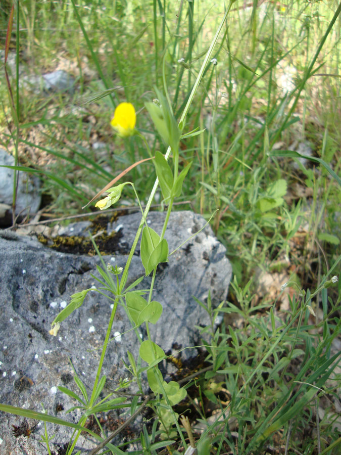 Lathyrus aphaca / Cicerchia bastarda