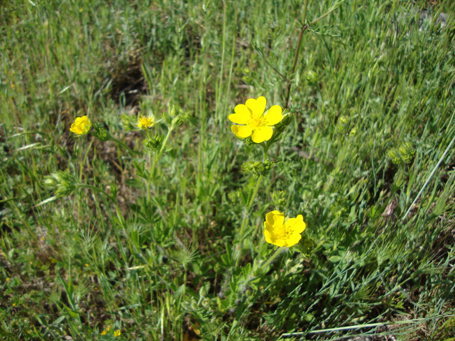 Rosacea - Potentilla sp.