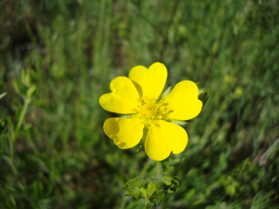 Rosacea - Potentilla sp.