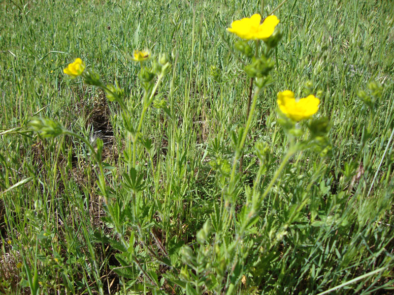 Rosacea - Potentilla sp.