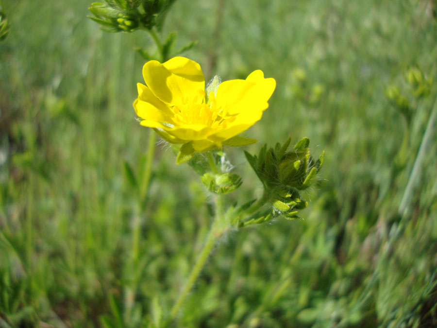 Rosacea - Potentilla sp.