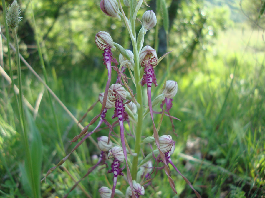 Himantoglossum adriaticum?