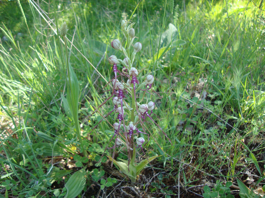 Himantoglossum adriaticum?