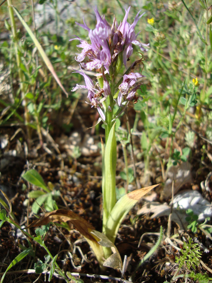 Neotinea tridentata