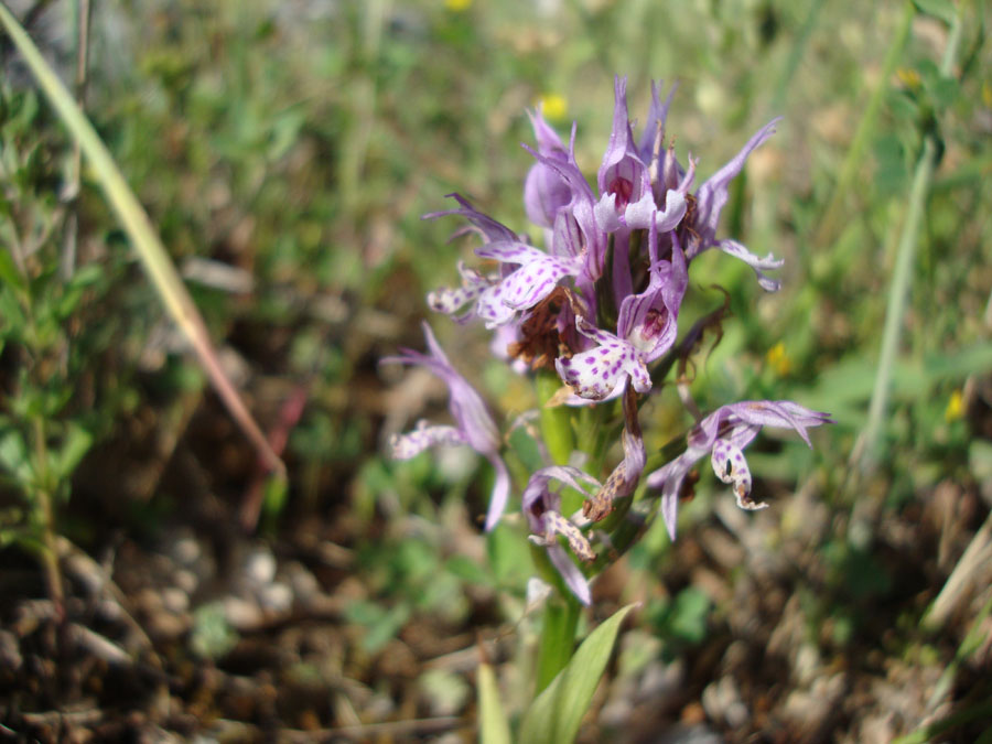 Neotinea tridentata