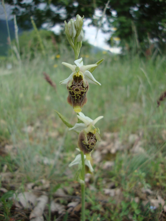 ophrys