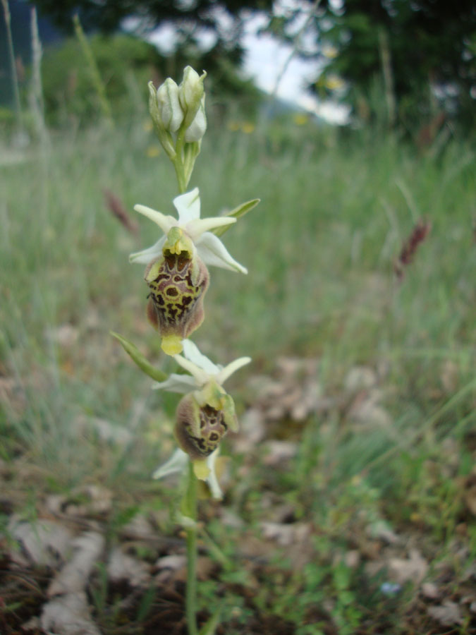 ophrys