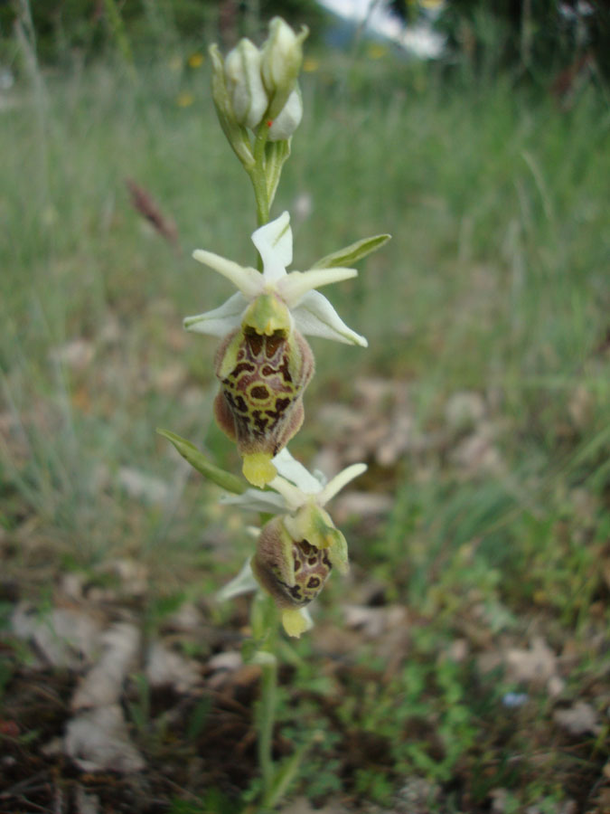 ophrys