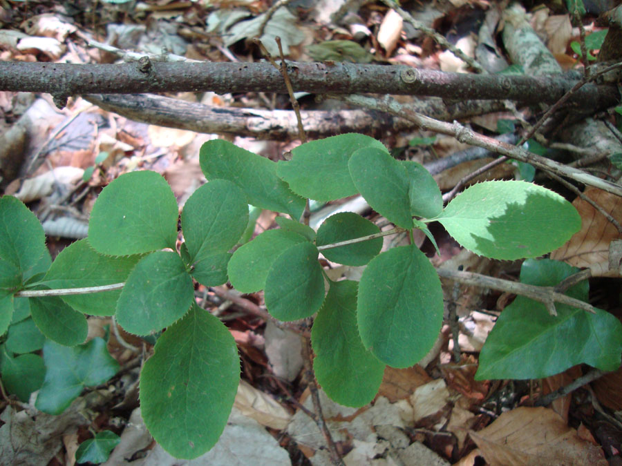 Berberis sp ?