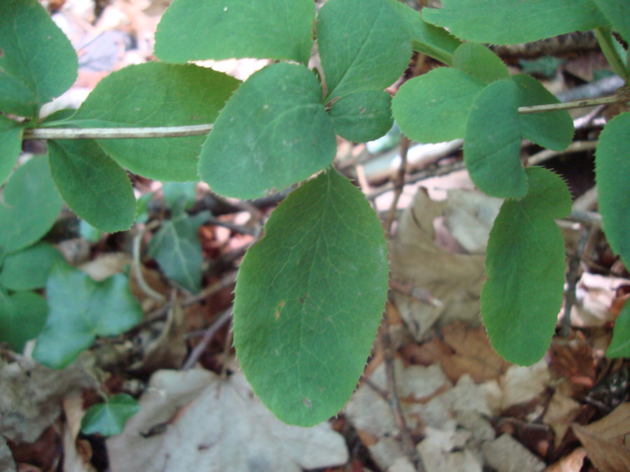 Berberis sp ?