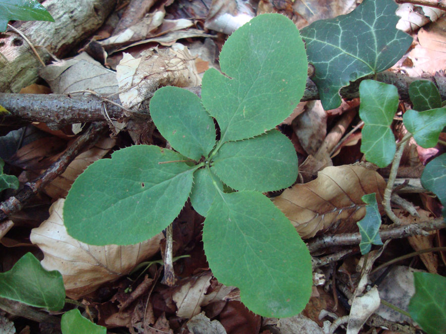 Berberis sp ?