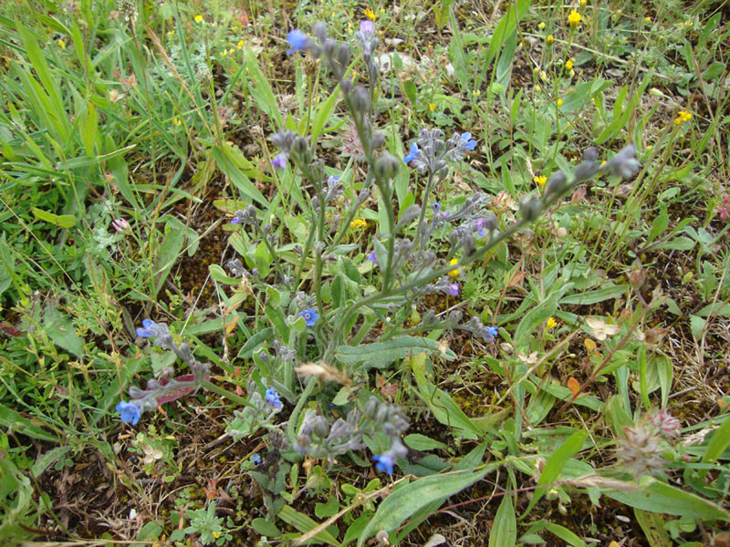 Cynoglottis barrelieri