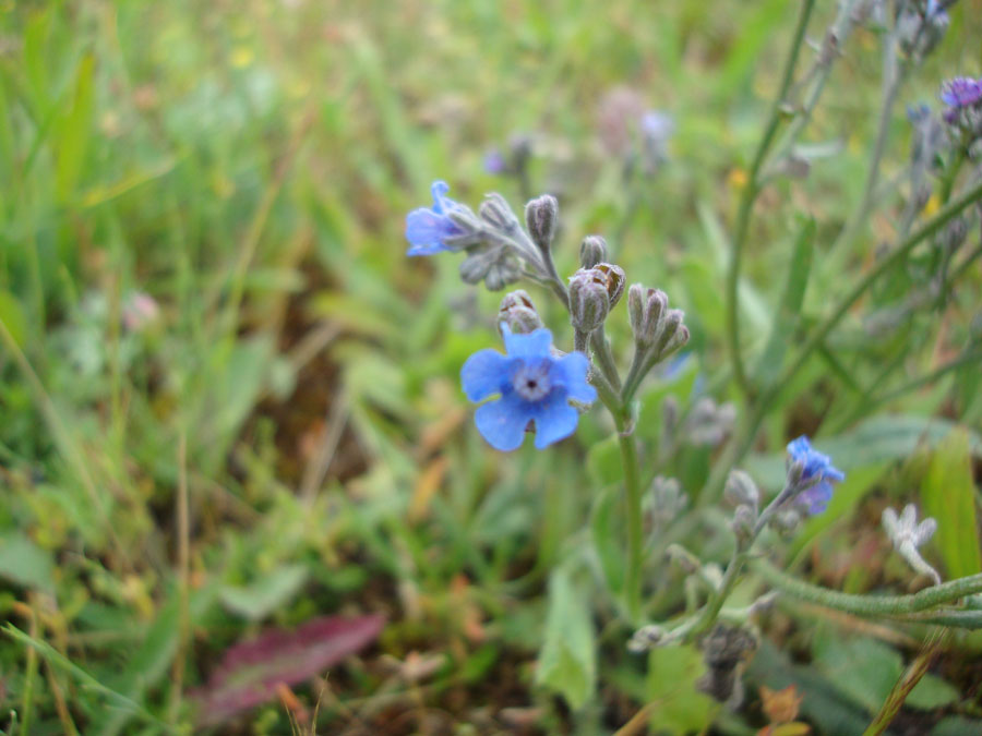 Cynoglottis barrelieri