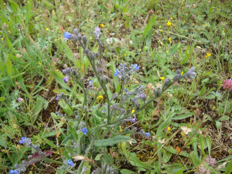 Cynoglottis barrelieri