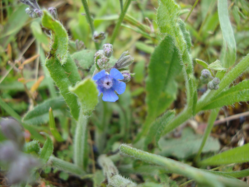 Cynoglottis barrelieri