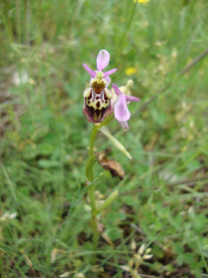 Ophrys?