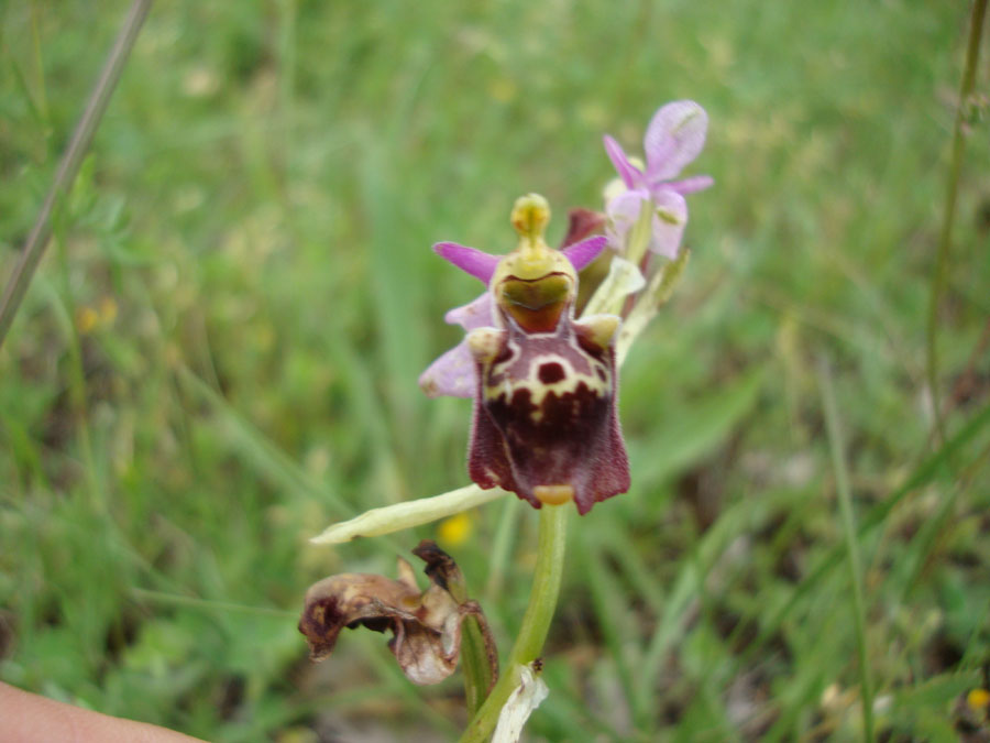 Ophrys?