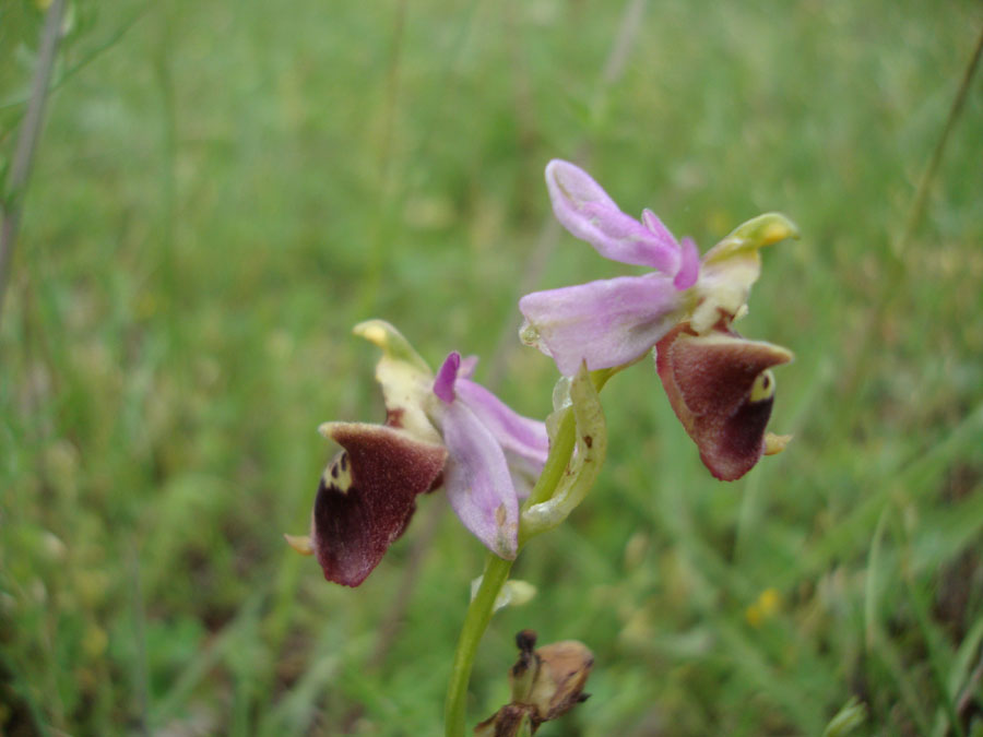 Ophrys?