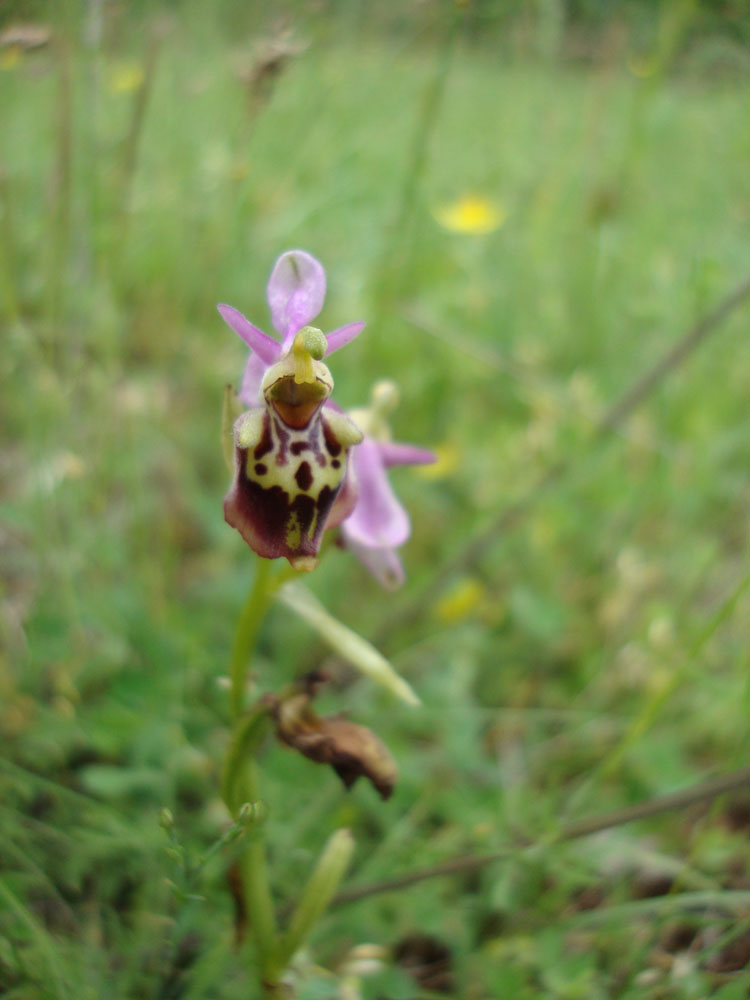 Ophrys?