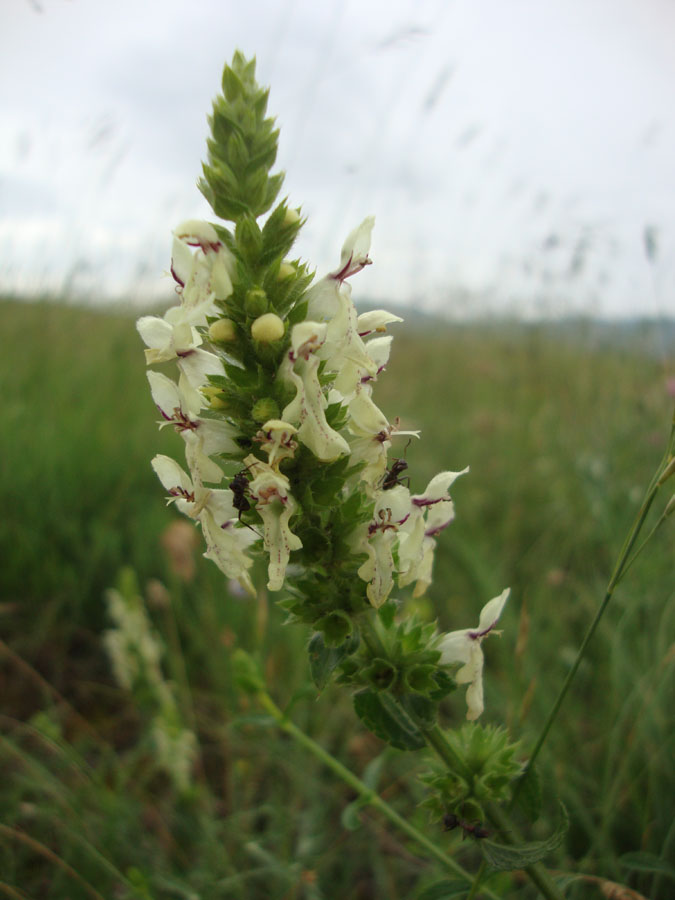 Stachys recta