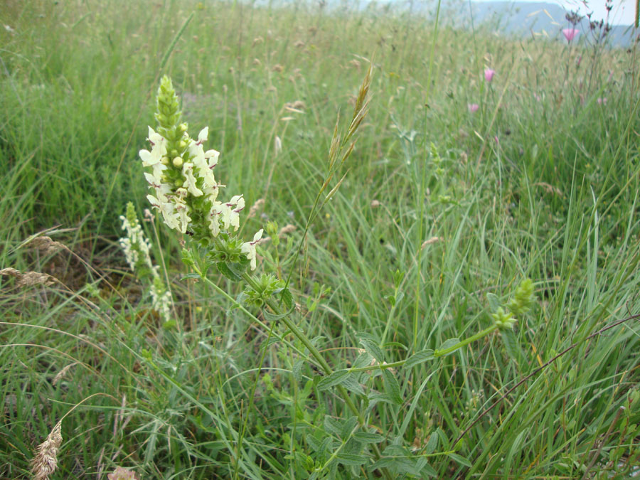 Stachys recta