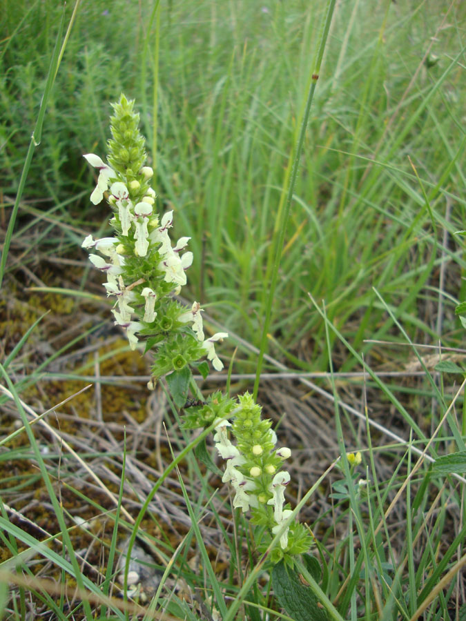 Stachys recta