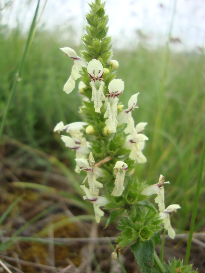 Stachys recta