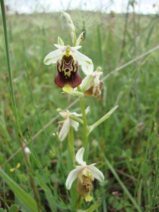 Ophrys dinarica