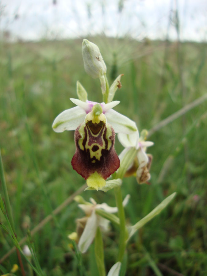 Ophrys dinarica