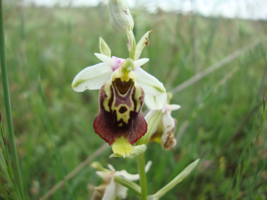 Ophrys dinarica